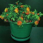 biodegradable-flower-pot2